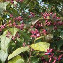 Clerodendron trichotomum automne
